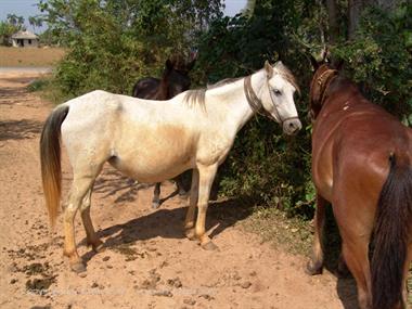 2004 Cuba, Maria la Gorda - Cayo Levisa, DSC00606 B_B720